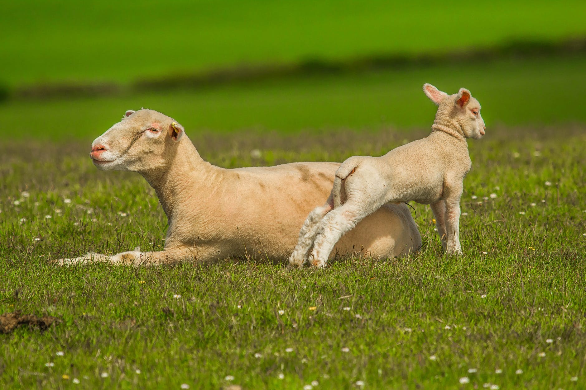sheep-luka-nature-lamb