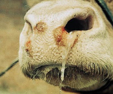 foot-and-mouth-disease-cattle