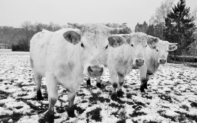 Snow Cow Nature Animals Cattle Field Fields