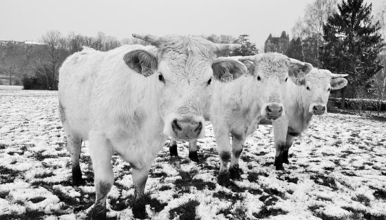 Snow Cow Nature Animals Cattle Field Fields