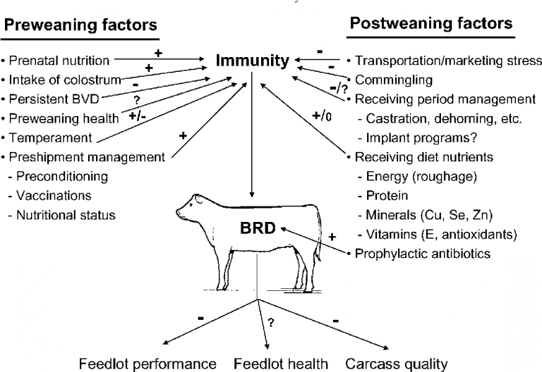 Management of Highly Stressed, Newly Received Feedlot Cattle