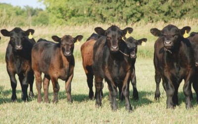 Make strategic cattle marketing decisions