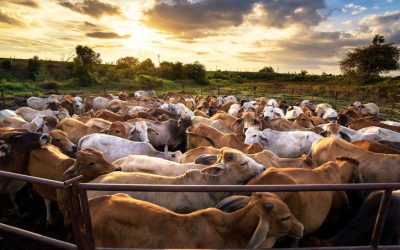 group of cow in cowshed with beautiful sunset scene