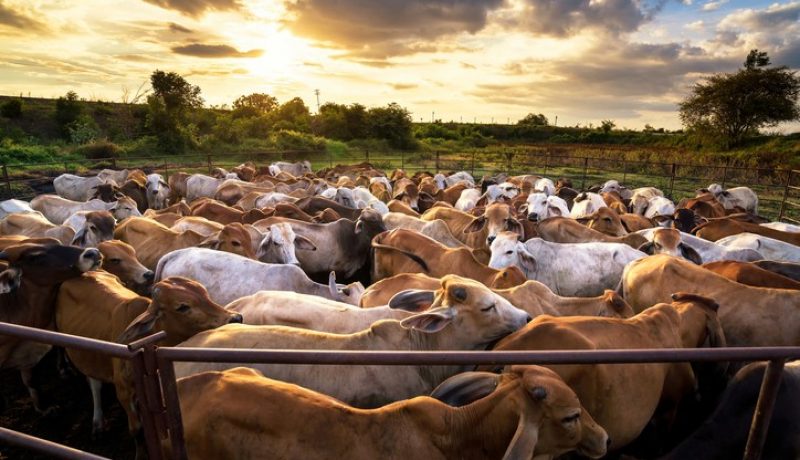group of cow in cowshed with beautiful sunset scene