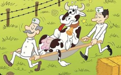 bl16Cow
