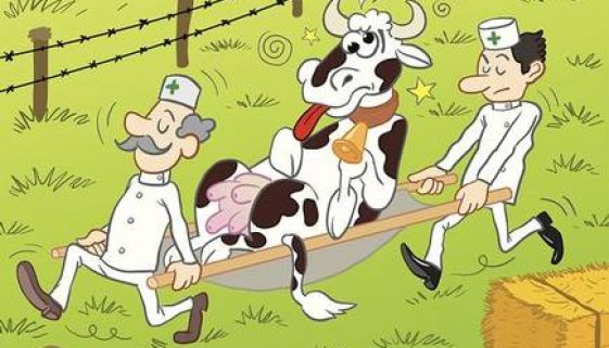 bl16Cow bl16Cow