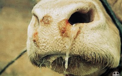 foot-and-mouth-disease-cattle