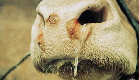foot-and-mouth-disease-cattle foot-and-mouth-disease-cattle