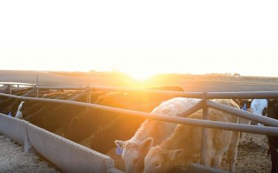 feedlot_pic-scaled