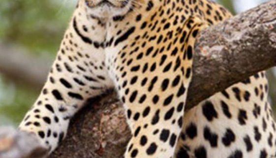 45fc1fd2e4639db7a71d040581c2cb26_M