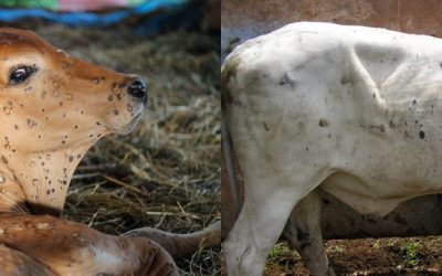 lsd-bovine