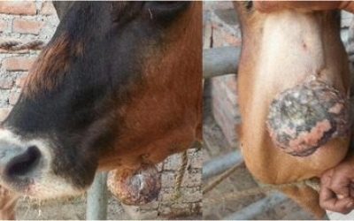 lumpy jaw in cattle