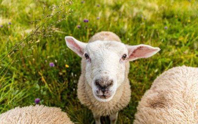 SHEEP FEEDLOTS | DR JARRED MORRIS BVSc MSc (Agric)